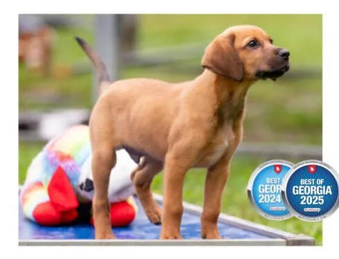 2 BOG Essential Foundations Program Pic Cropped 490x375