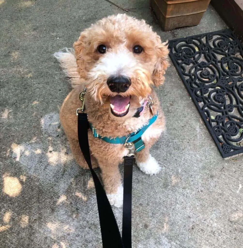 Linda Ross, trainer, teaching Goldendoodle obedience using positive reinforcement