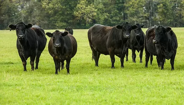 6dba07feeb638ca5cabcc87e7ab1a69e2269d619