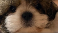 Greenbriar Animal Hospital