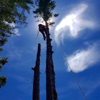 Treemax Expert Tree Service