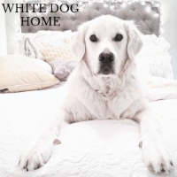 White Dog Home