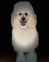 Paw Perfect Pet Salon, Inc.