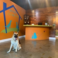 PET SET STAY AND PLAY