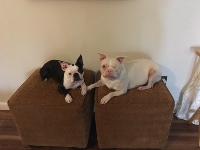 Any Animal Pet Sitting & Rsc