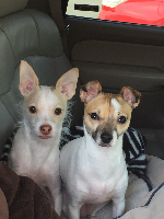 In The Ruff Pet Stuff