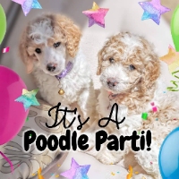 It's A Poodle Parti!