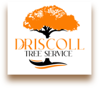 Driscoll Tree Service