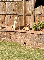 Aimee Muyres Pet & Farm Sitter