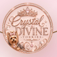 Crystal Divine Yorkies in sprinfield, ga.