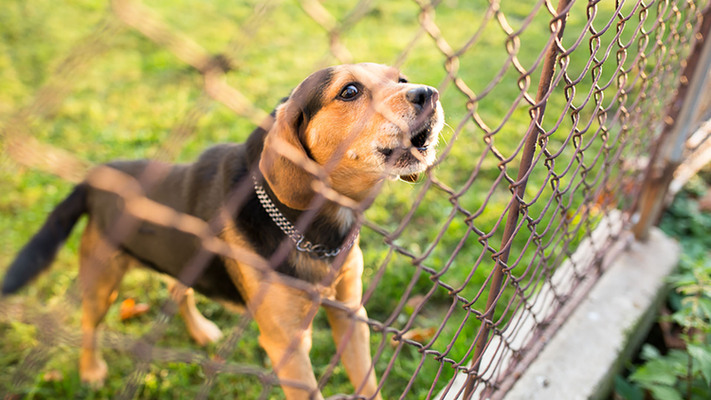 Atlanta Animal Nuisance Ordinance Means Bad News for Barkers