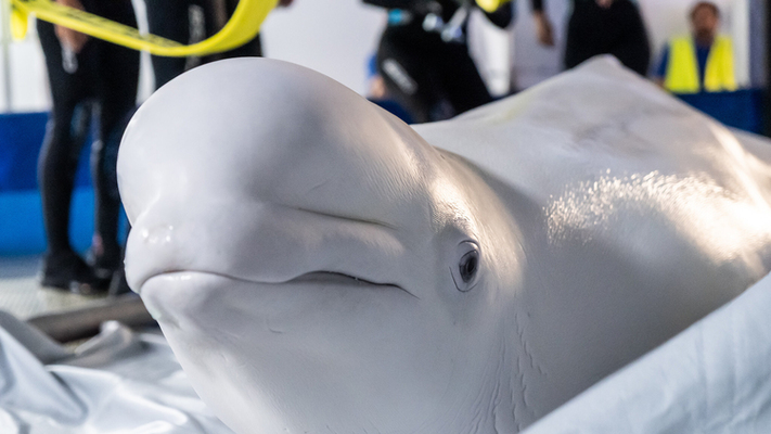 Georgia Aquarium Marine Mammal Care Specialists Help Rescue Beluga Whales