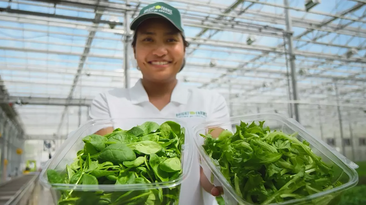More Than Media: Cox Farms Tackles Greenhouse Milestone