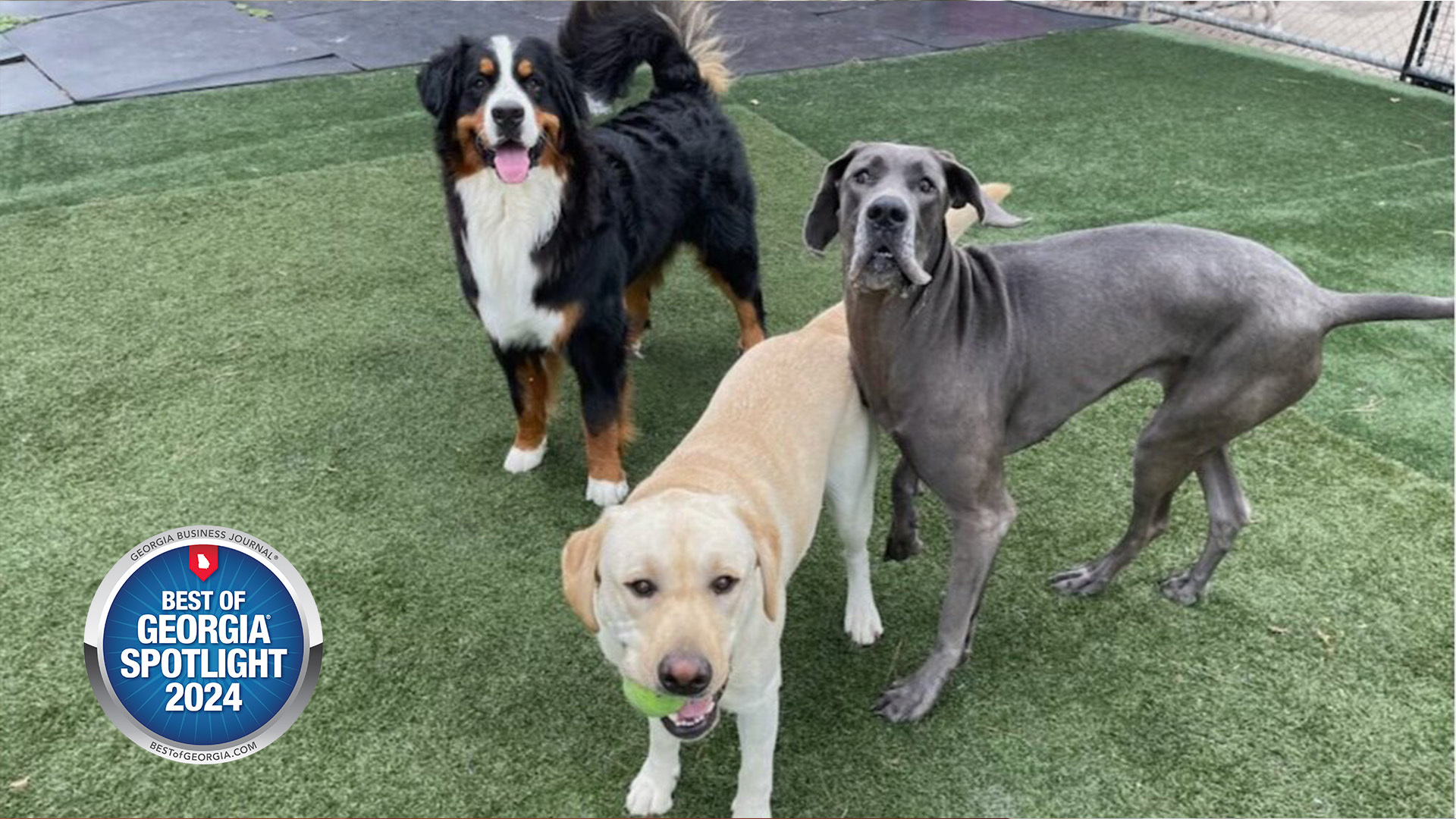 Unleashing Happiness: Bark Avenue Pet Resort’s Award-Winning Care