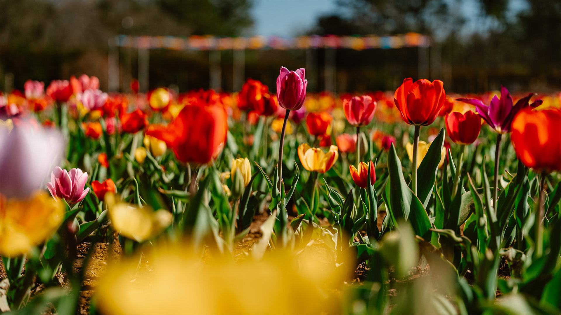 Celebrate SPRING! Festival Blooms Big at Callaway