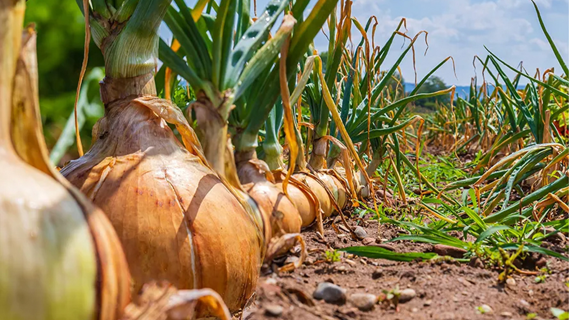 It’s Onion Season, Y’all!