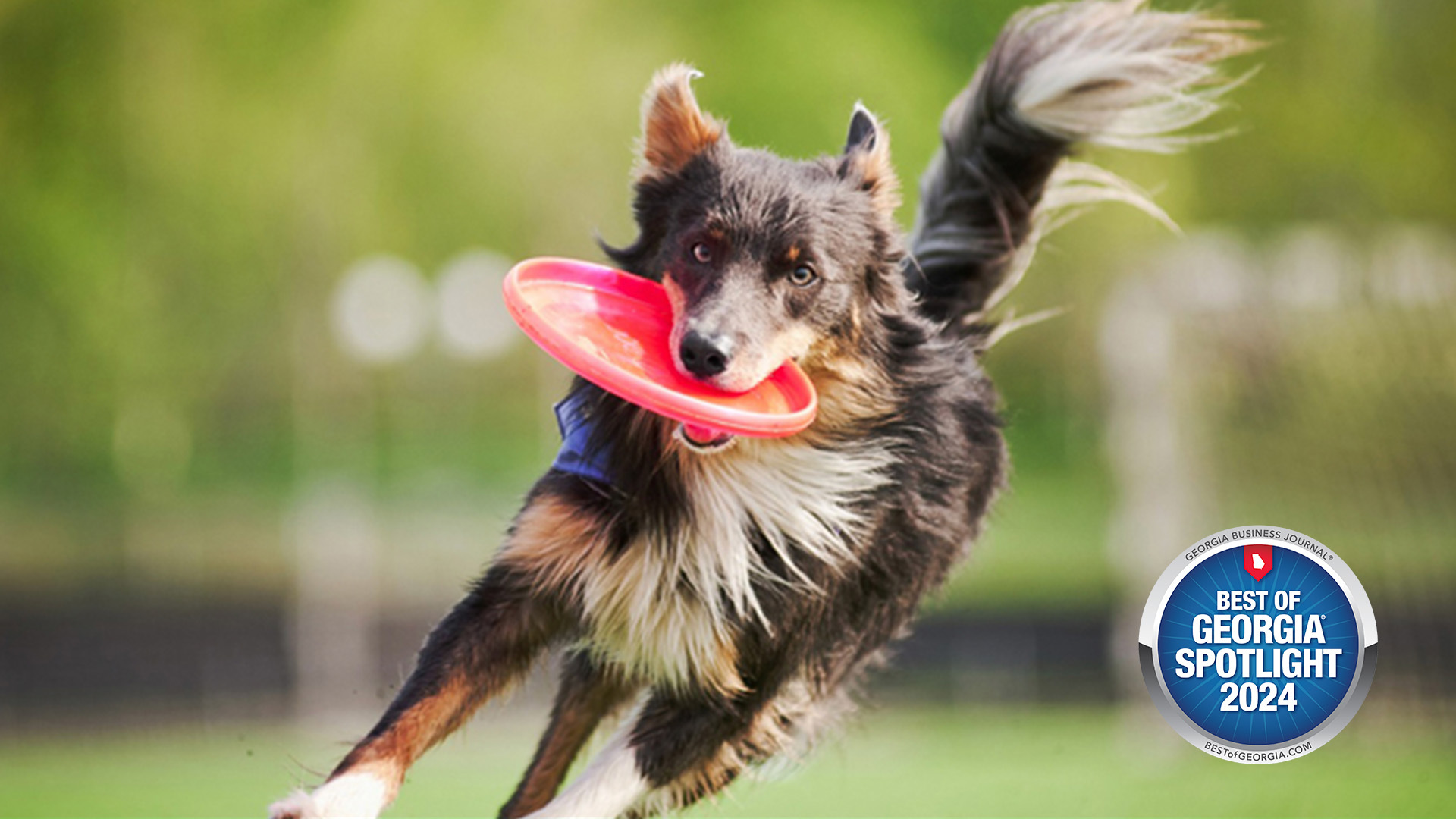 Whispering Oaks Professional Dog Training: Transforming Pups, Changing Lives